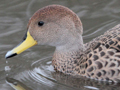 Yellow-billed Pintail